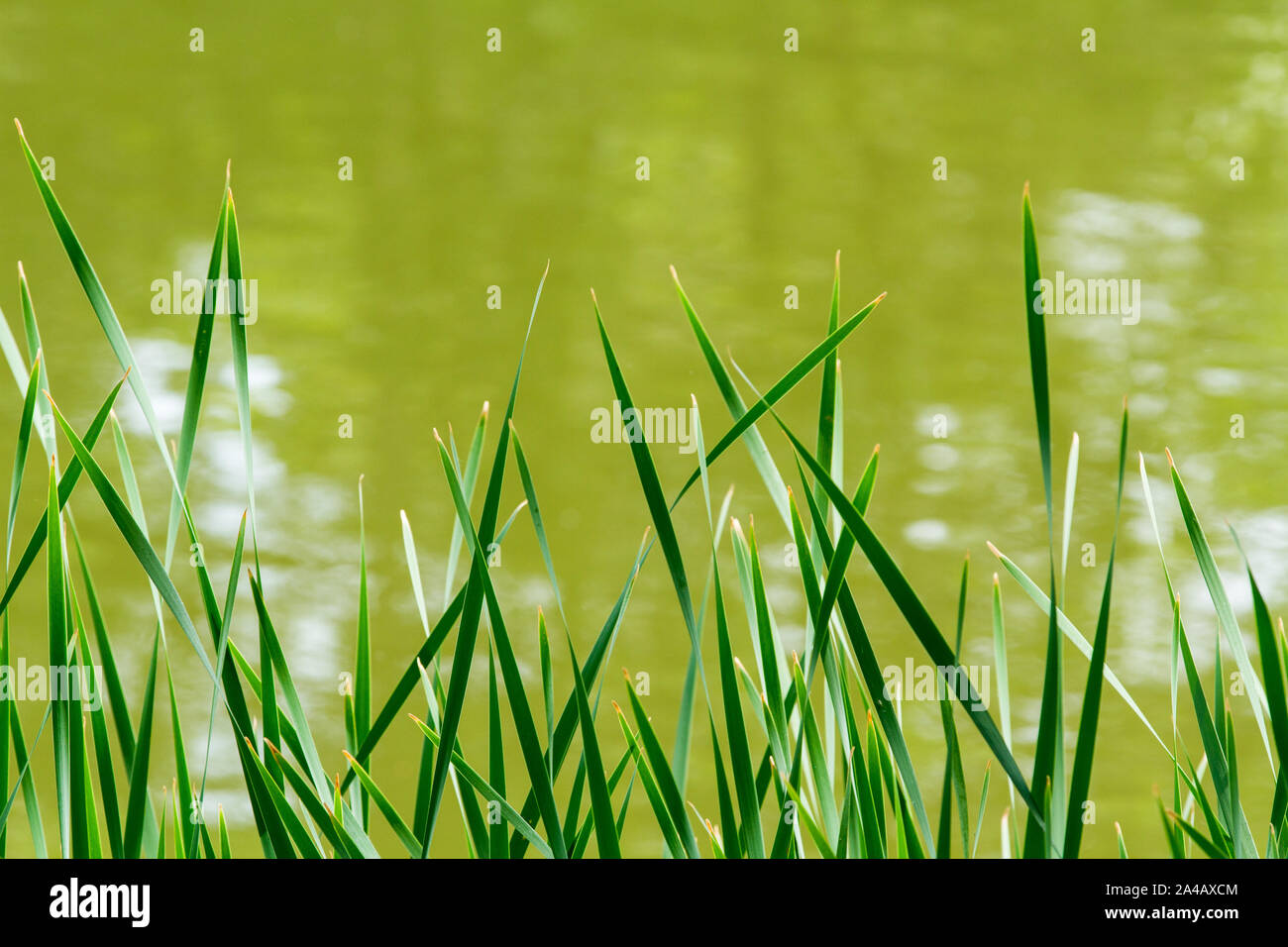 Una natura sfondo verde di pettini o erba contro un verde acqua con sfondo spazio copia Foto Stock