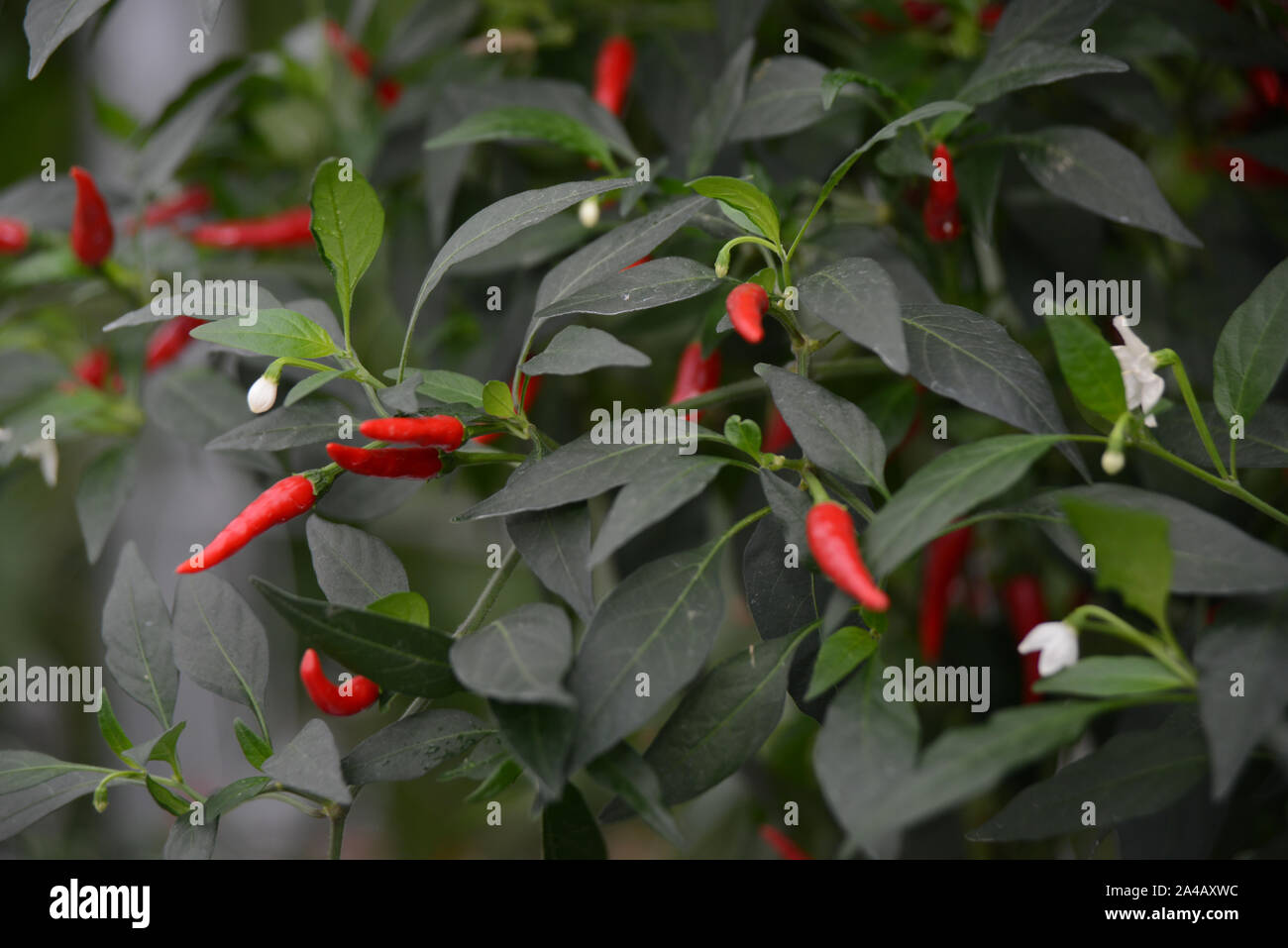 Frutto di quasi pronta per il raccolto in un commerciale tunnelhouse crescente Peperoncino (Capsicum annuum) per il mercato all'ingrosso. Foto Stock