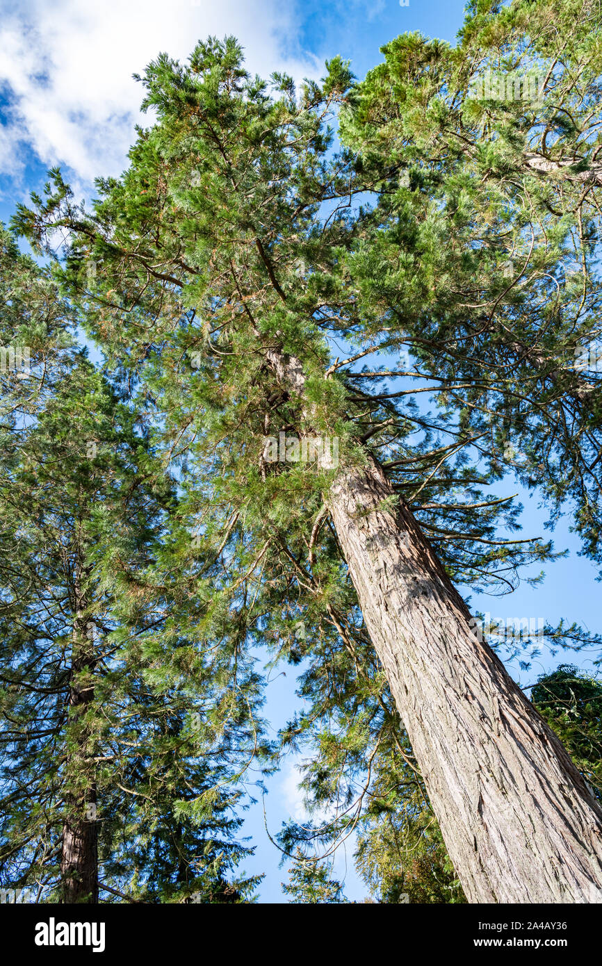 Un Tall Pine Tree, Benmore Botantic giardini, Strath Eachaig, Scozia Foto Stock