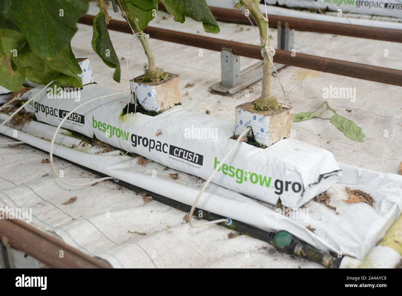 WEST COAST, NUOVA ZELANDA, Giugno 30, 2019: un commerciale crescente tunnelhouse melanzana, melanzana, o brinjal (Solanum melongena) per il mercato all'ingrosso. Foto Stock