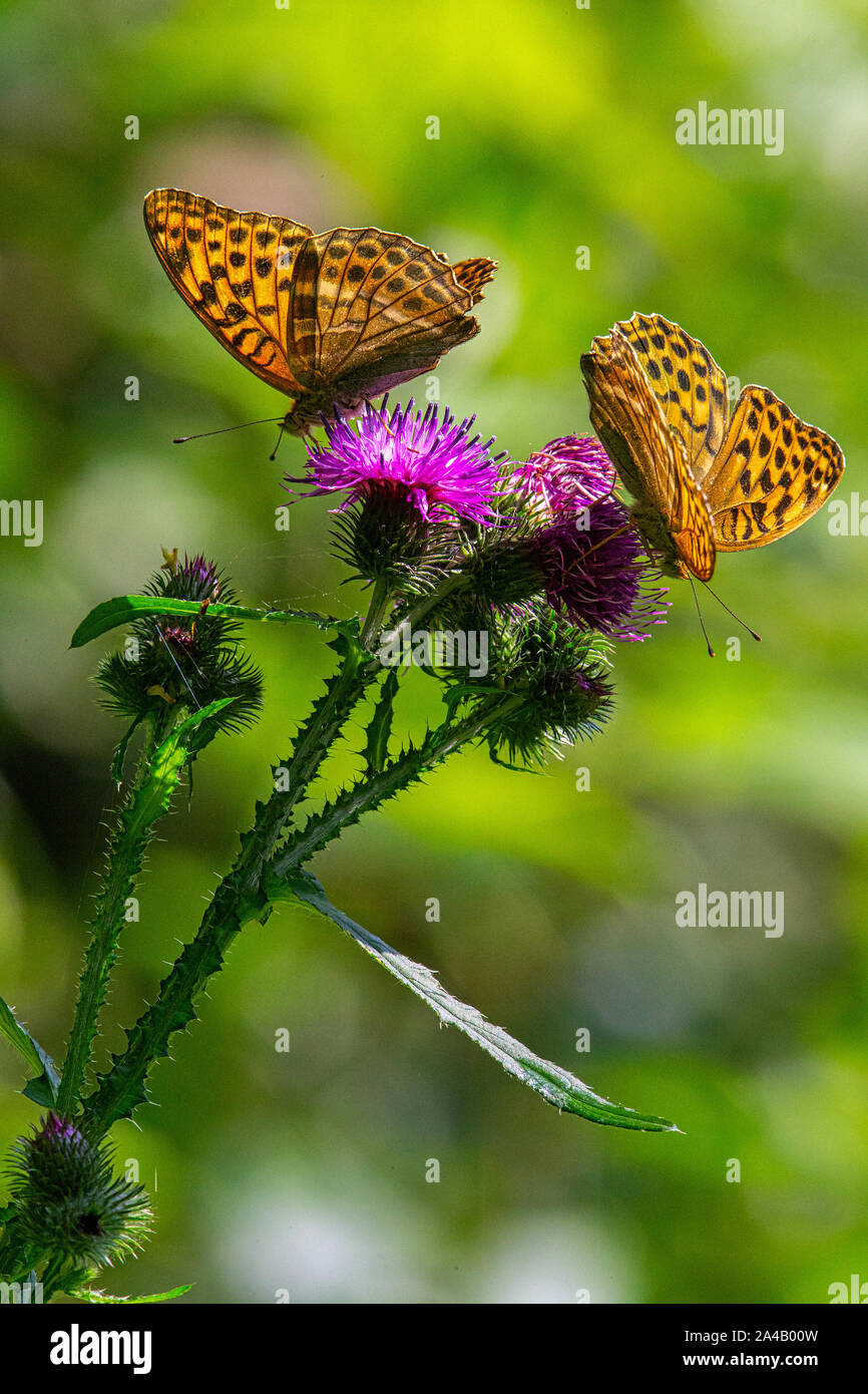 Argento-lavato fritillary farfalle nettare di aspirazione Foto Stock