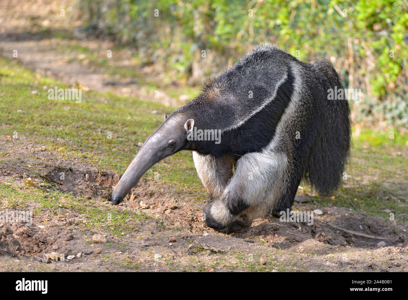 Primo piano della Giant Anteater (Myrmecophaga tridactyla) passeggiate sull'erba Foto Stock