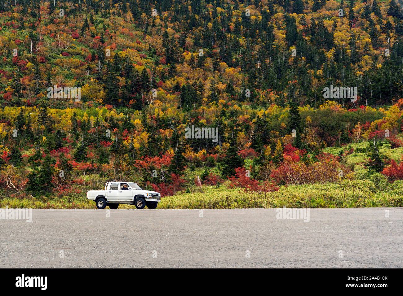 Il carrello di prelievo sulla foresta di sfondo. Bianco Auto e asfalto Parcheggio Auto. Foto Stock