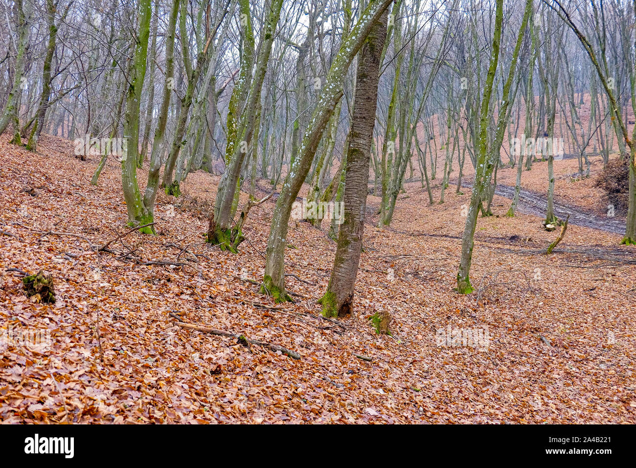 Hoia Baciu Forest. Il mondo più ossessionato Foresta con una reputazione per molti intensa attività paranormali. Foto Stock