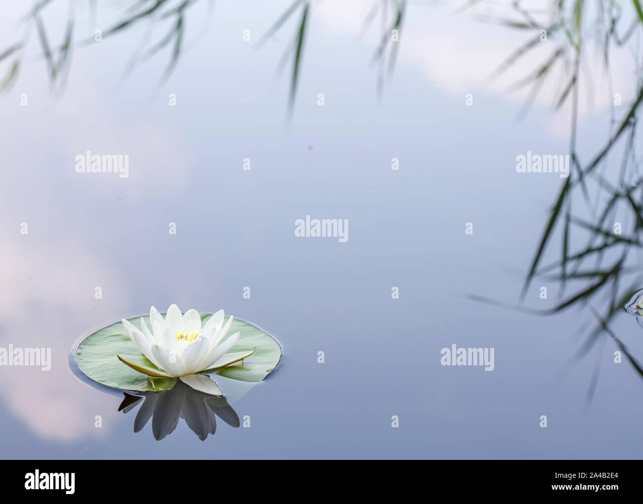 Bellissima pianta acquatica, bianco ninfea bianca (Nymphaea alba) con canne e nuvole riflettono nel lago. Close-up. Foto Stock