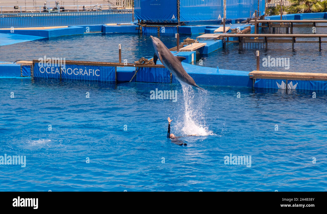 Spettacolo di Delfini al acquario oceanografico presso la Città delle Arti e delle Scienze di Valencia, Spagna Foto Stock