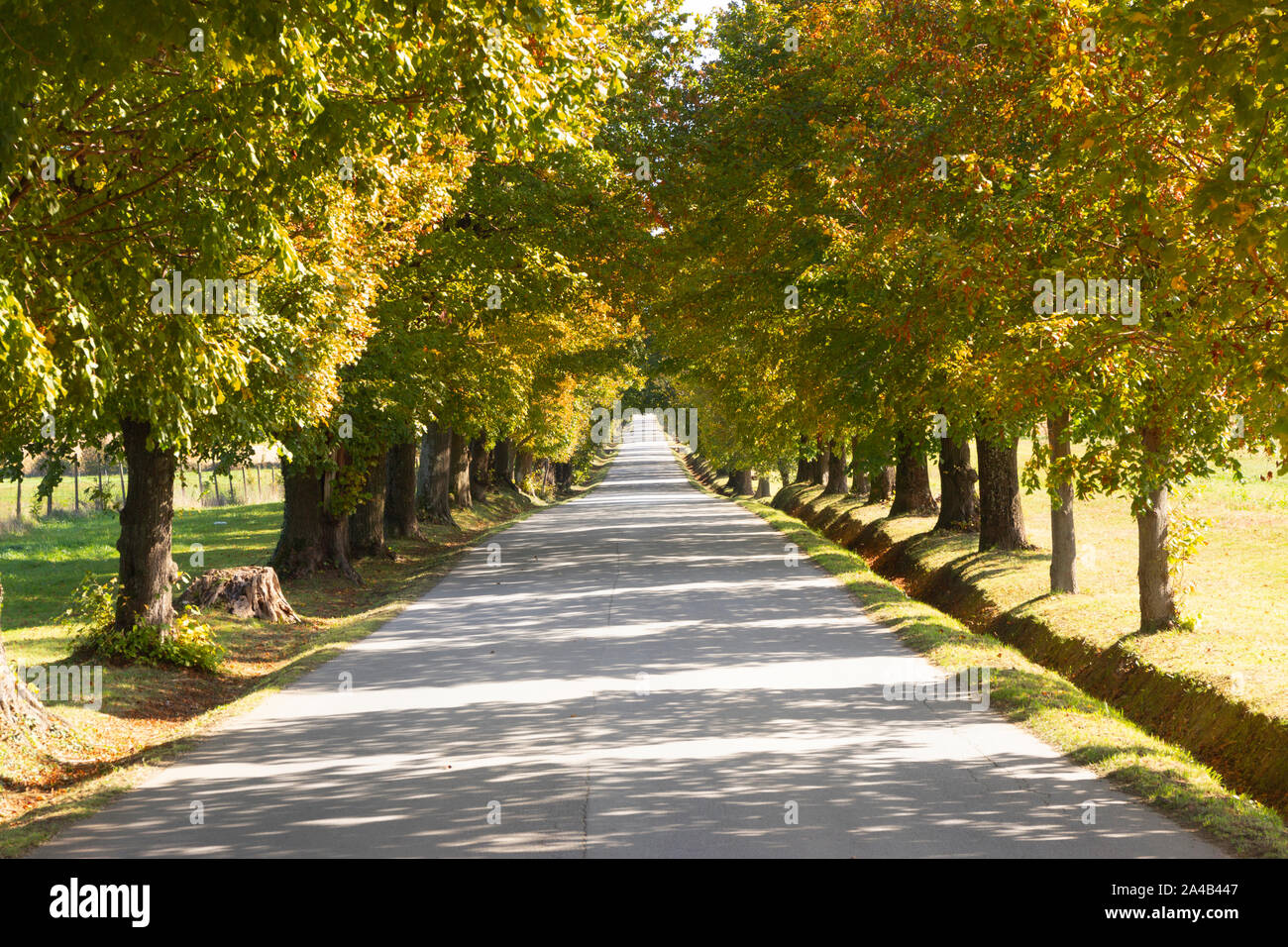 Via alberata Foto Stock