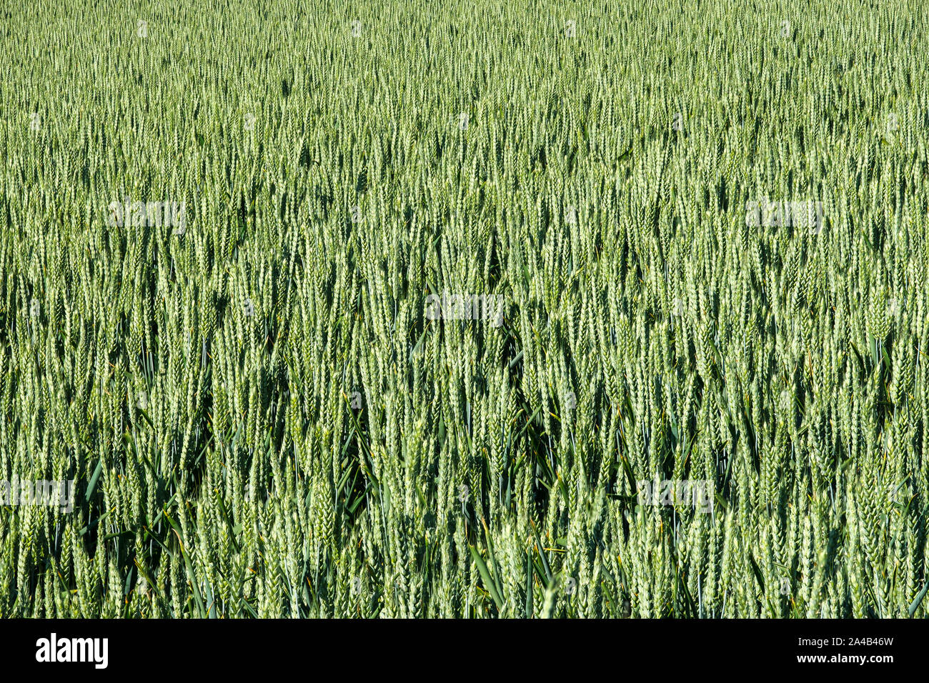 Full Screen shot di Grano verde Foto Stock