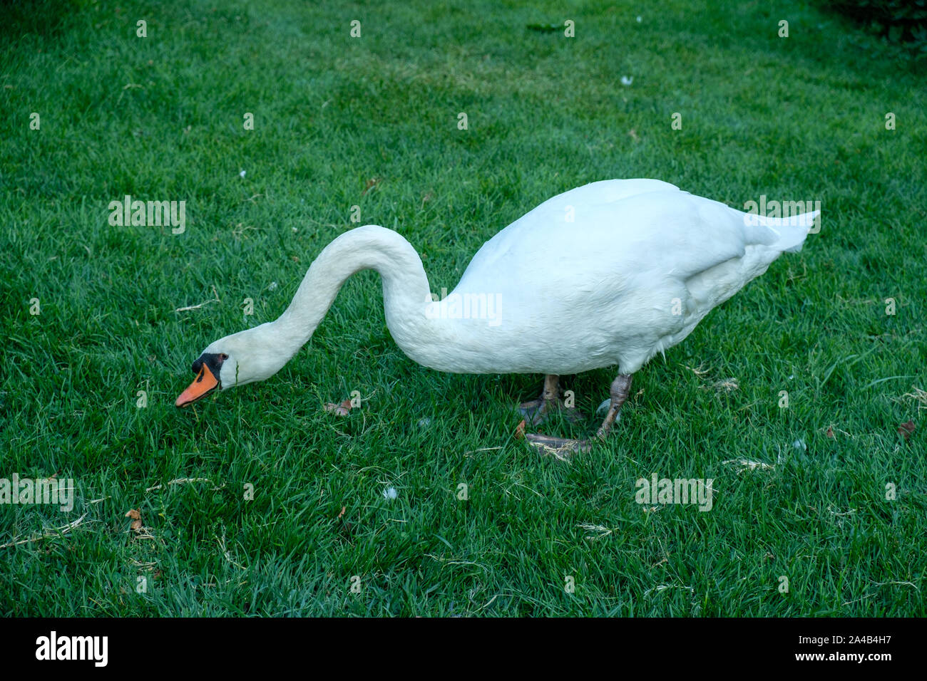Swan nel Jardin Le Coq (jardin des plantes de Clermont-Ferrand) a Clermont-Ferrand) Francia France Foto Stock