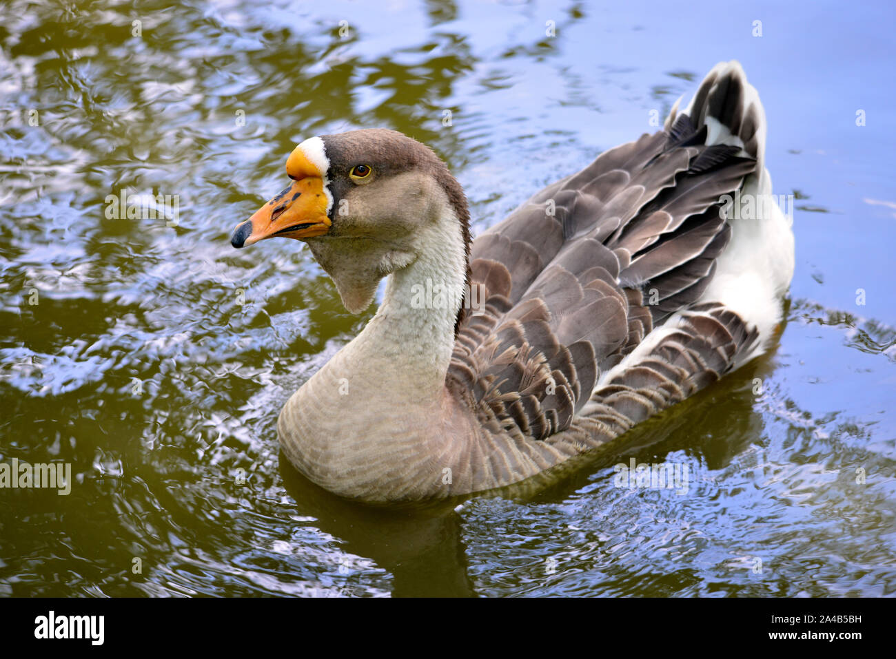 Closeup swan goose (Anser cygnoides) sull'acqua Foto Stock