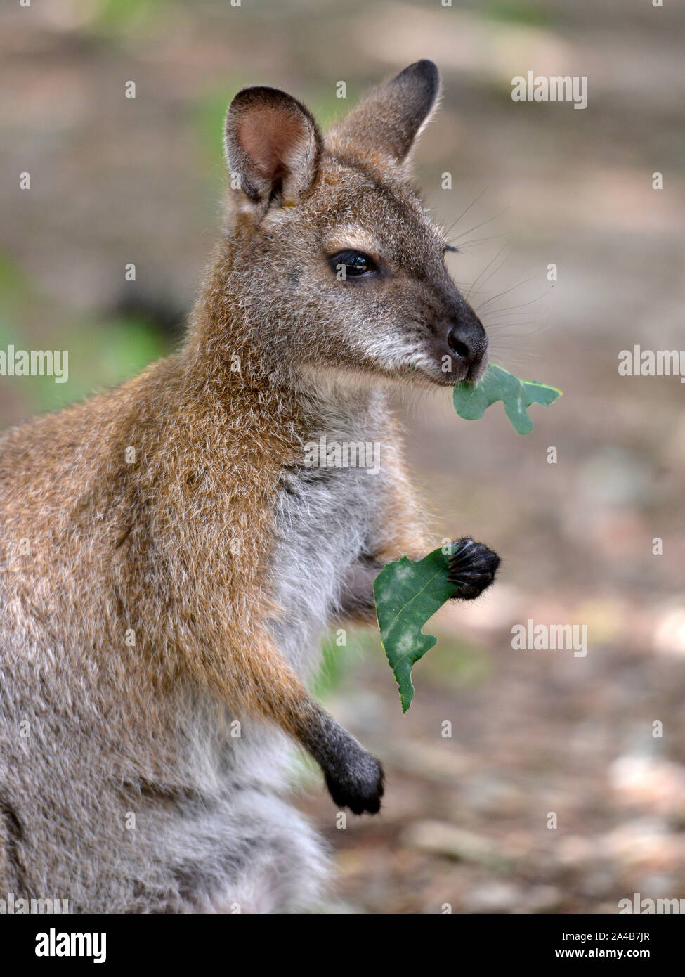 Closeup wallaby di Bennett, o Rosso Colli (wallaby Macropus rufogriseus) mangiare le foglie Foto Stock