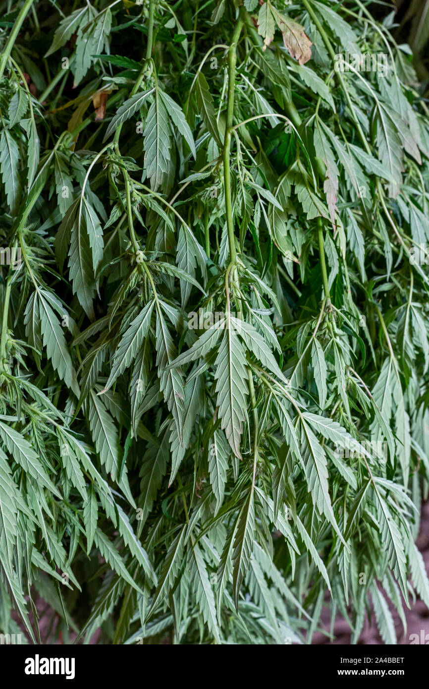 Paw Paw, Michigan - piante di canapa appesi per asciugare in un fienile in corrispondenza della zampa della zampa della canapa società. Molti coltivatori americani raccolti il loro primo raccolto nel 2019 dopo g Foto Stock