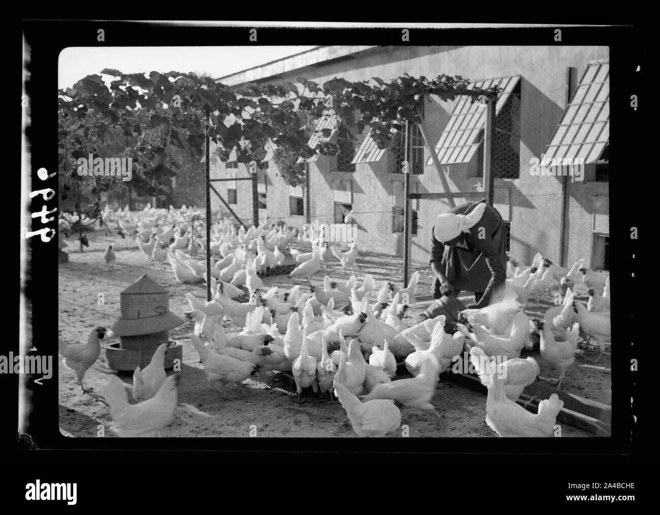 La Betlemme azienda avicola. (Esan Safieh). Alimentazione dei polli Foto Stock