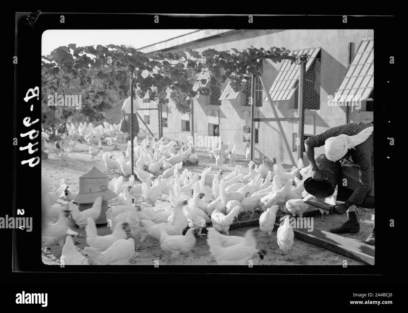 La Betlemme azienda avicola. (Esan Safieh). Alimentazione dei polli Foto Stock