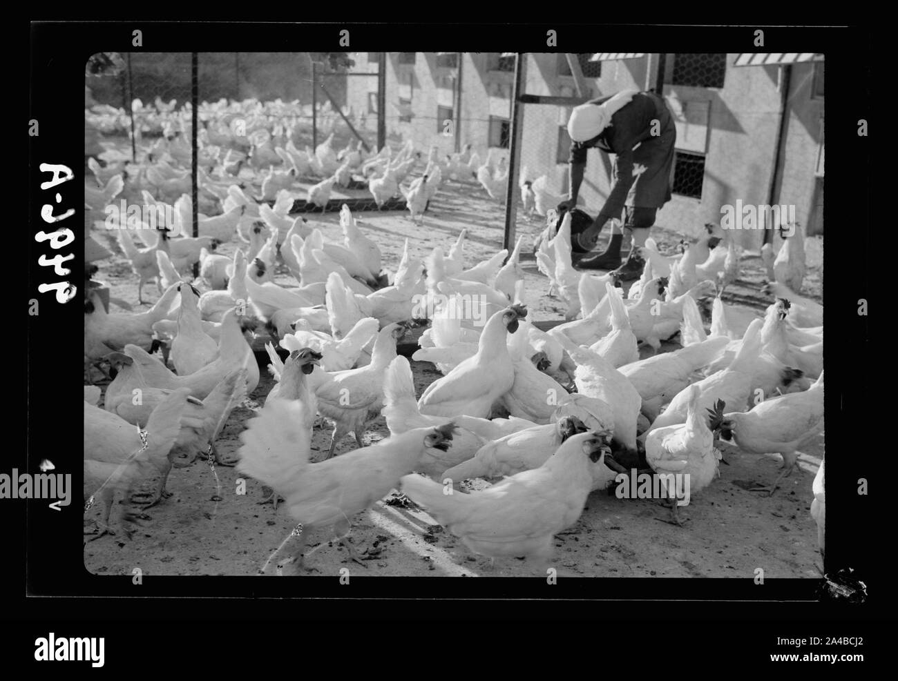 La Betlemme azienda avicola. (Esan Safieh). Alimentazione dei polli Foto Stock