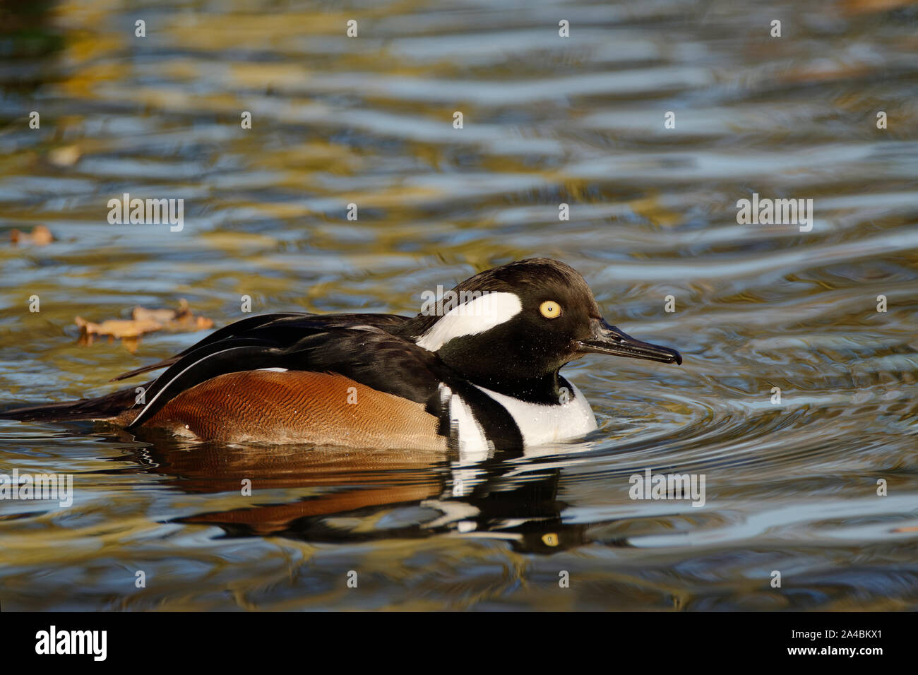 Hooded Merganser - Lophodytes cucullatus maschio su acqua Foto Stock