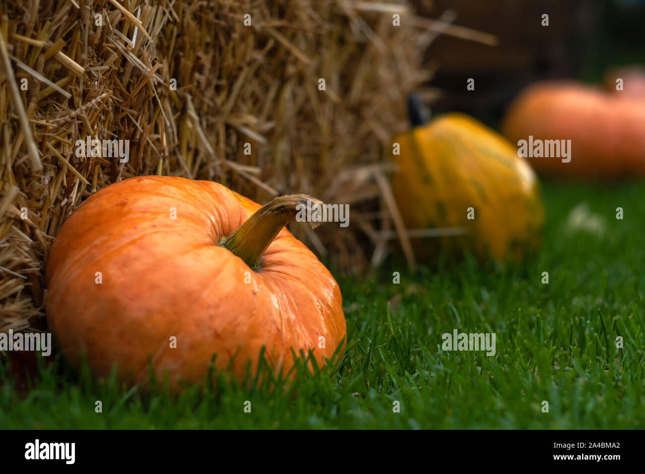 Zucche sul legno rustico sfondo. Elemento di arredamento per Halloween Foto Stock