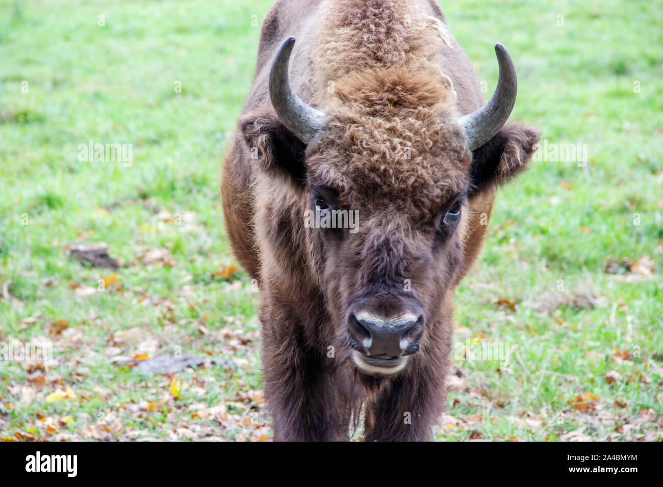 Close-up di un bisonte europeo, latino Bison bonasus Foto Stock
