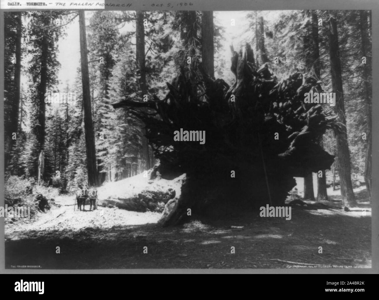 I caduti monarch Foto Stock