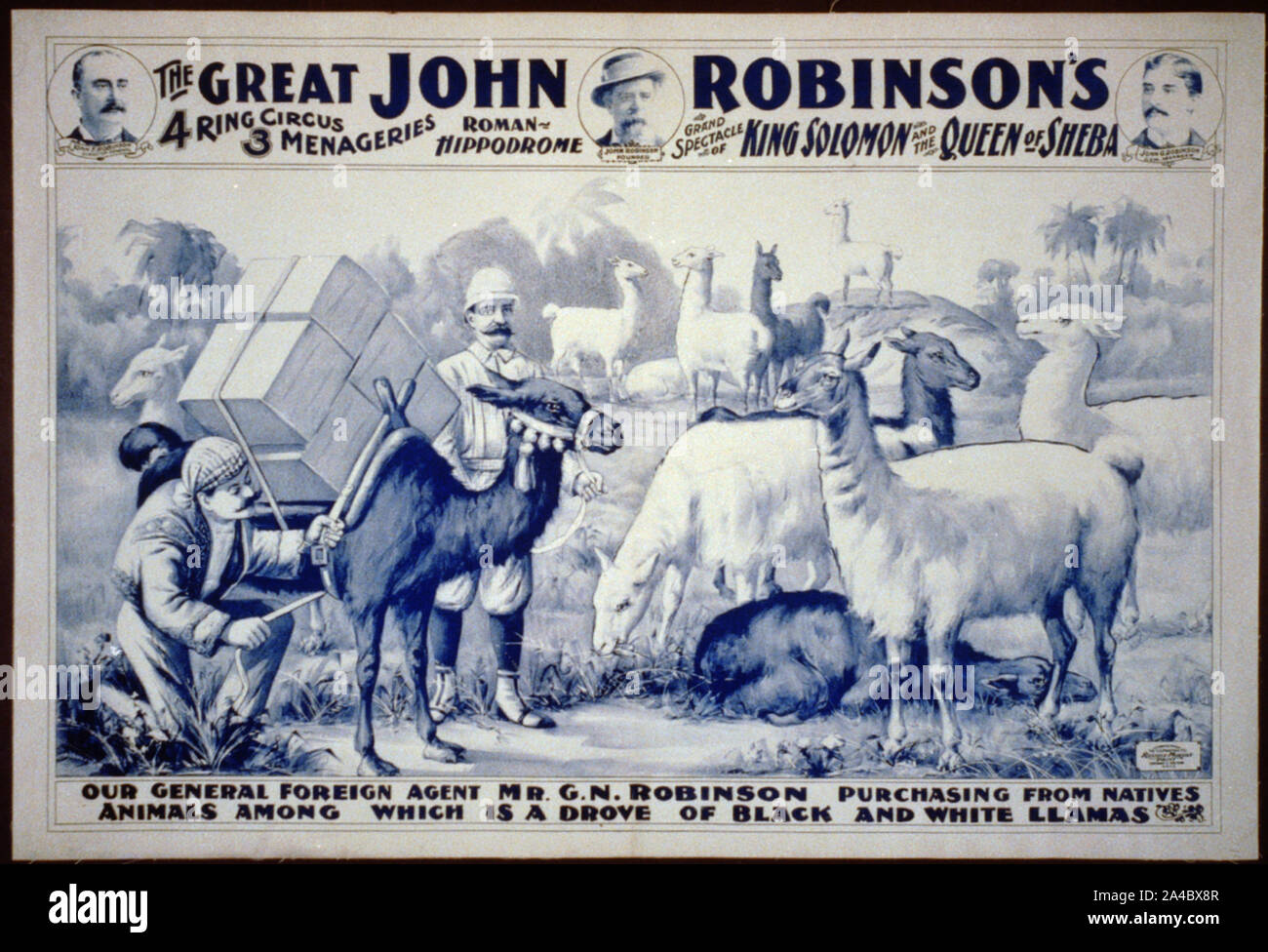 Il grande John Robinson's 4 Ring Circus...il nostro generale agente estero il sig. G.N. Robinson acquisto...un branco di Black & White llama Foto Stock