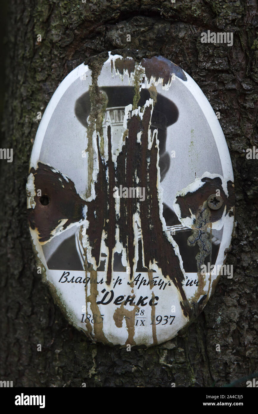 Fotografia di una delle vittime del Bolshevik repressioni politico installato dai suoi parenti a Levashovo Memorial Cemetery in foresta accanto a Levashovo stazione ferroviaria nei pressi di San Pietroburgo, Russia. La foresta è diventato la massa luogo di sepoltura delle persone giustiziate durante il Grande spurgare dalla polizia segreta sovietica NKVD, più tardi conosciuto come il KGB. Vi sono stati almeno 19.000 vittime di repressioni politici qui sepolto dal 1937 al 1954. Secondo altre fonti, circa 45.000 persone potrebbe essere sepolto a Levashovo Memorial Cemetery in tombe non marcati. Foto Stock