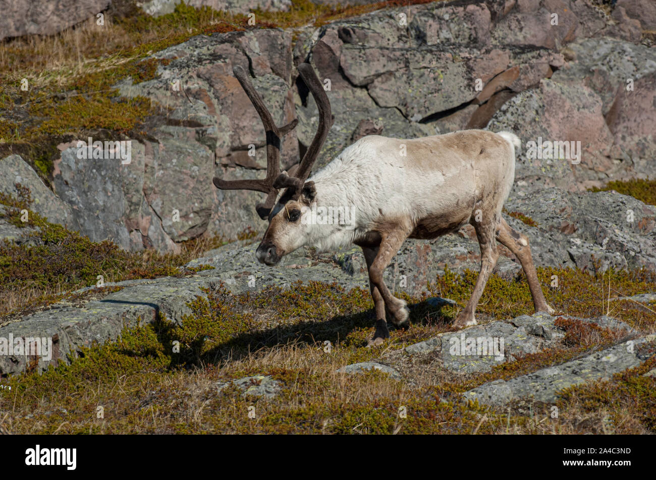 Renne (Rangifer tarandus) Kiberg, Varanger, Norvegia Foto Stock