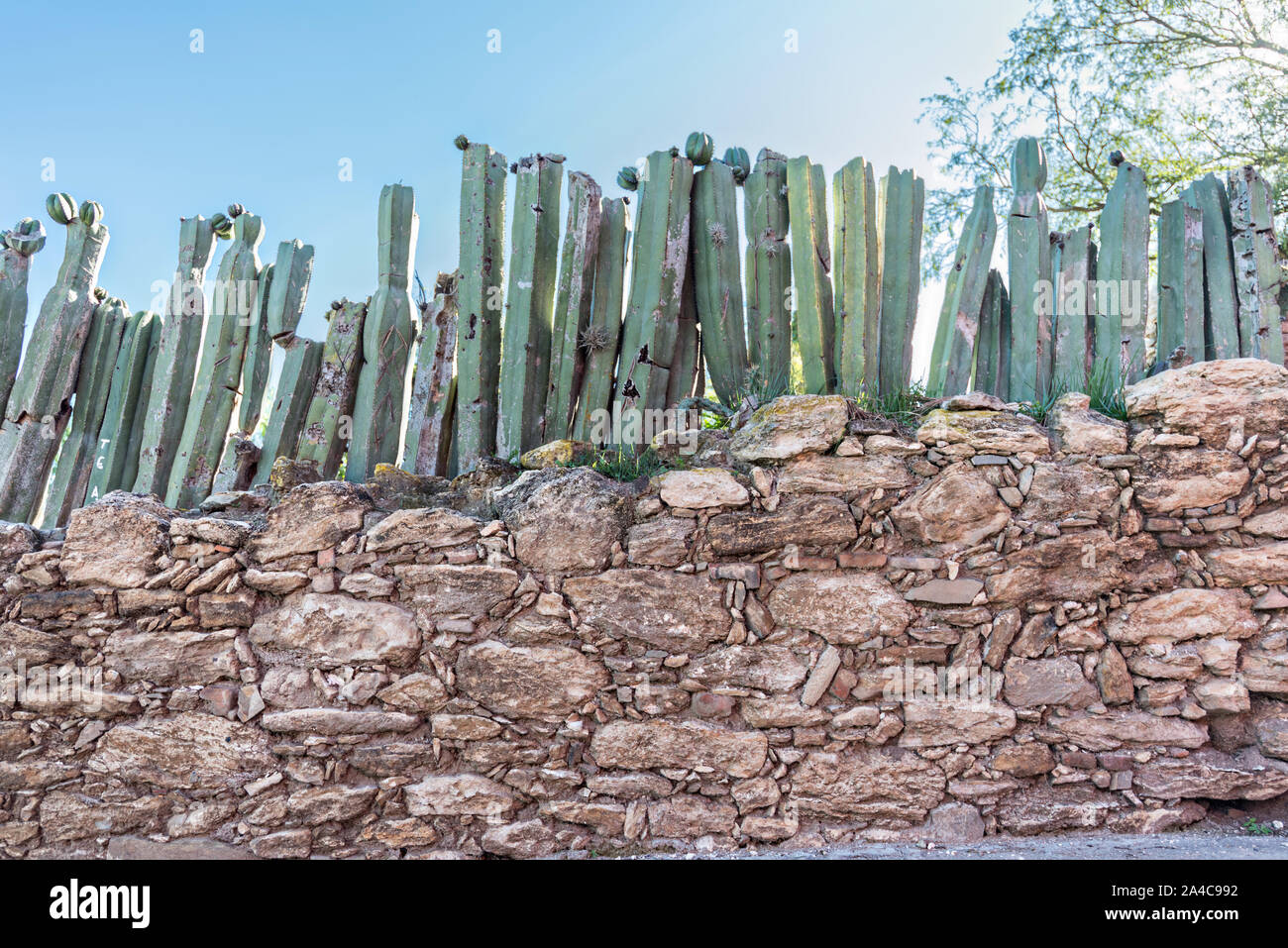 Un muro di pietra e rabboccato con cactus come una barriera di sicurezza nella città fantasma di minerale de Pozos, Guanajuato, Messico. La città, una volta una maggiore argento centro minerario è stata abbandonata e lasciata alla rovina ma ha lentamente rimonta alla vita come un bohemian arts community. Foto Stock