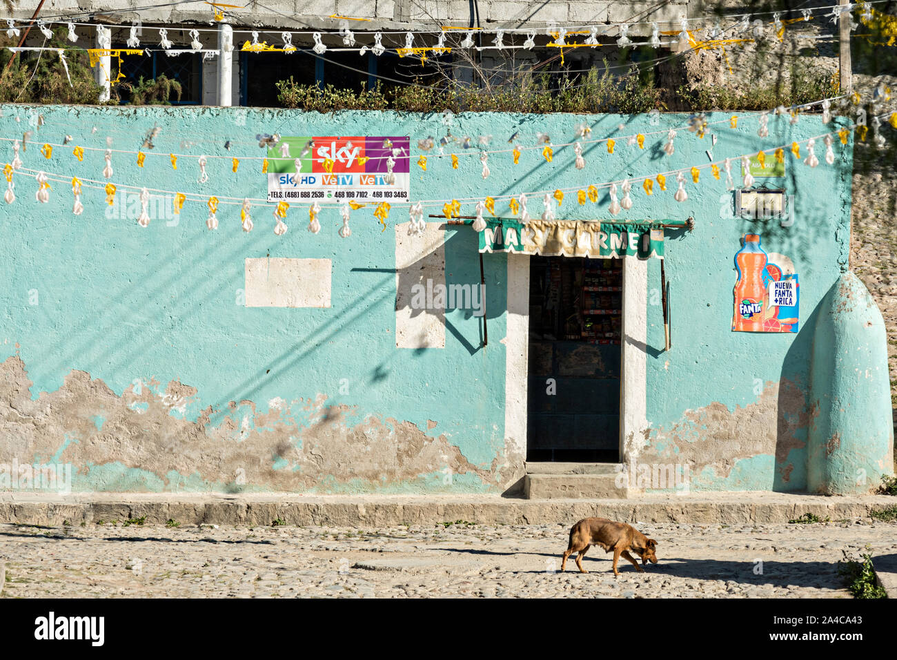 Un cane di strada cammina davanti a un blue parete dipinta decadendo sotto il caldo sole del deserto nella città fantasma di minerale de Pozos, Guanajuato, Messico. La città, una volta una maggiore argento centro minerario è stata abbandonata e lasciata alla rovina ma ha lentamente rimonta alla vita come un bohemian arts community. Foto Stock