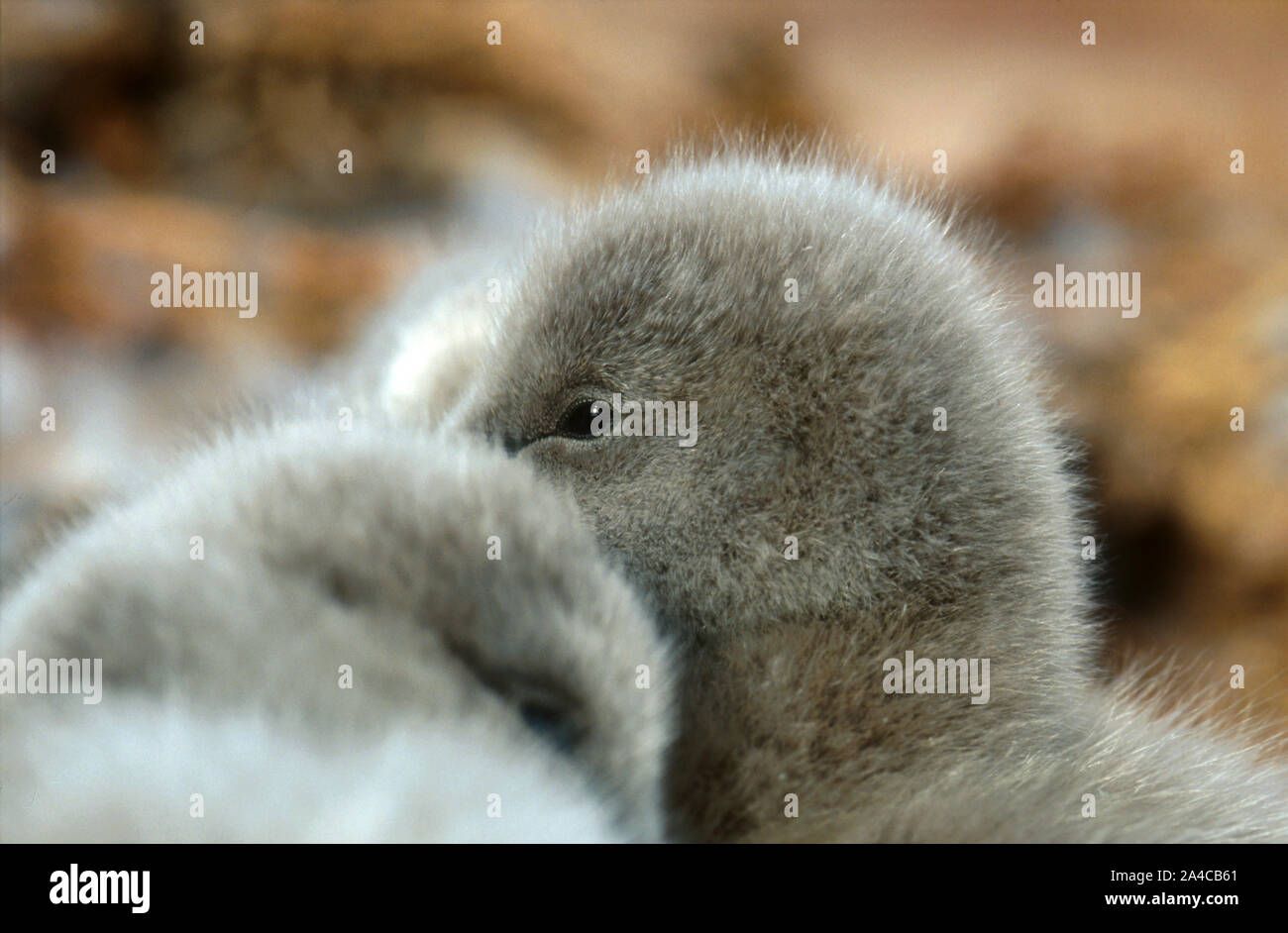 BLACK SWAN CYGNET (CYGNUS ATRATUS) REGIONE GOLDFIELDS, AUSTRALIA OCCIDENTALE. Foto Stock