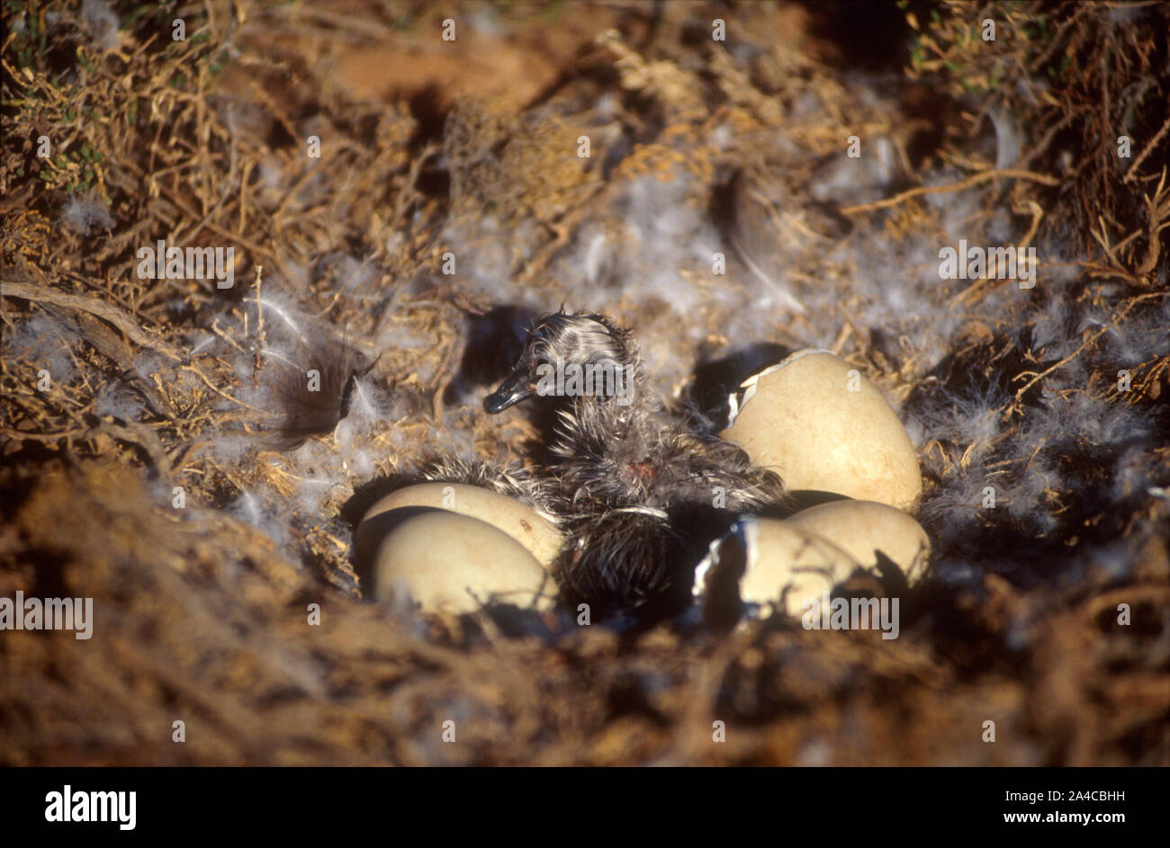 Appena schiuse BLACK SWAN CYGNET (CYGNUS ATRATUS) Western Australia. Foto Stock