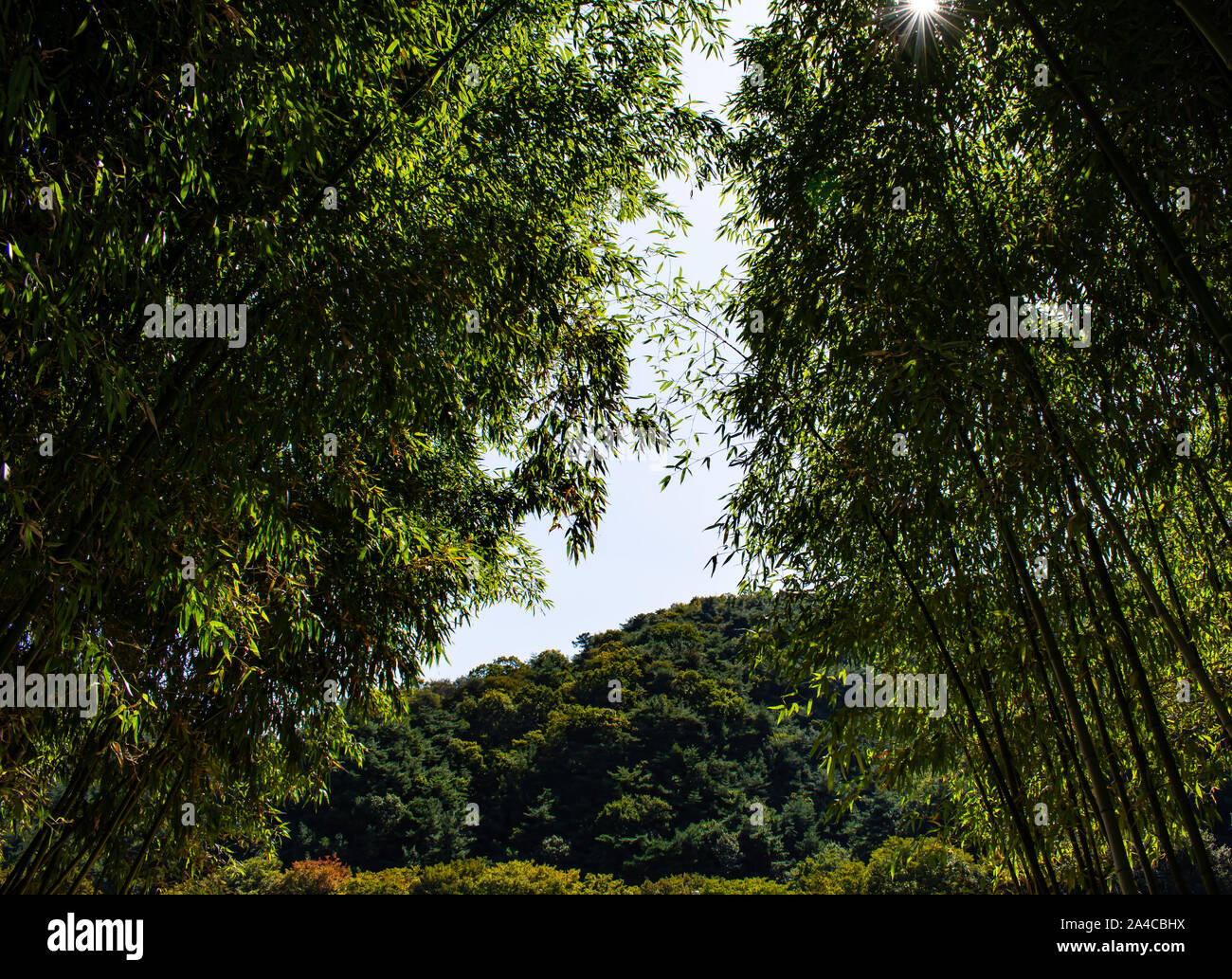 Serena splendide foreste di bambù. Fate una passeggiata attraverso questo tranquillo e magnifico spazio verde, come le torri di bambù sopra di voi. Foto Stock