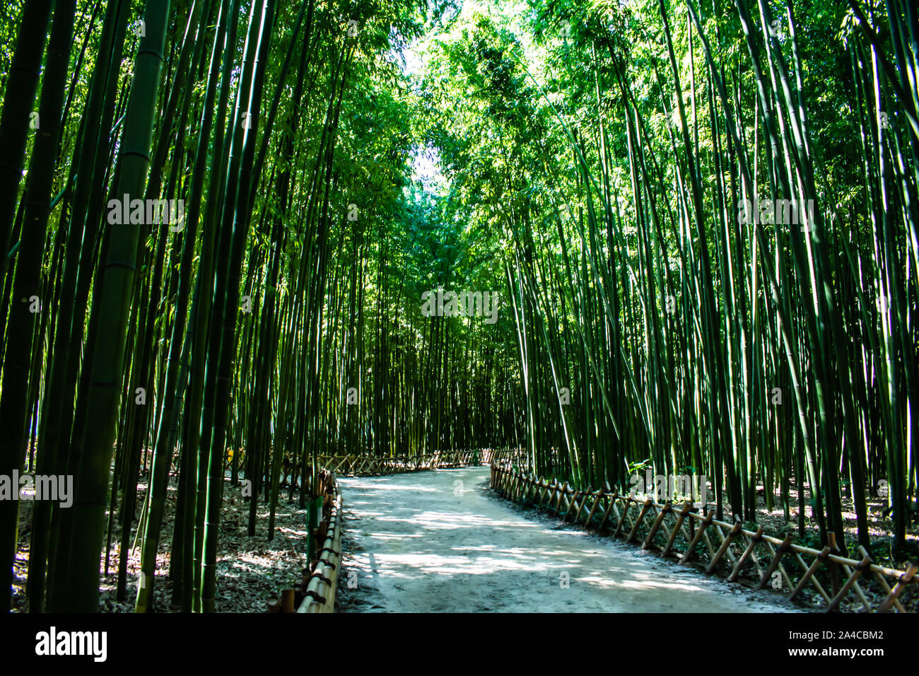 Serena splendide foreste di bambù. Fate una passeggiata attraverso questo tranquillo e magnifico spazio verde, come le torri di bambù sopra di voi. Foto Stock