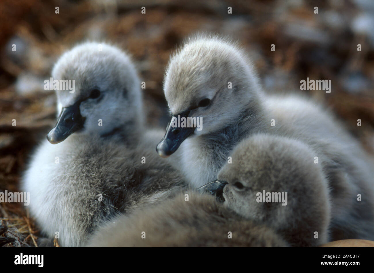 TRE BLACK SWAN CYGNETS (CYGNUS ATRATUS) REGIONE GOLDFIELDS, AUSTRALIA OCCIDENTALE. Foto Stock