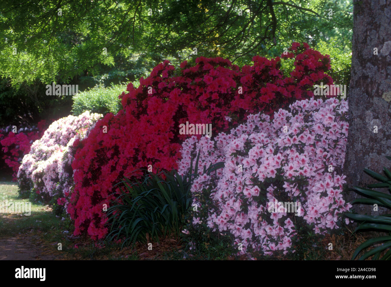 Rosa e Rosso Azalea cespugli crescono sotto gli alberi in una delle Blue Mountains GARDEN, Nuovo Galles del Sud, Australia. Foto Stock