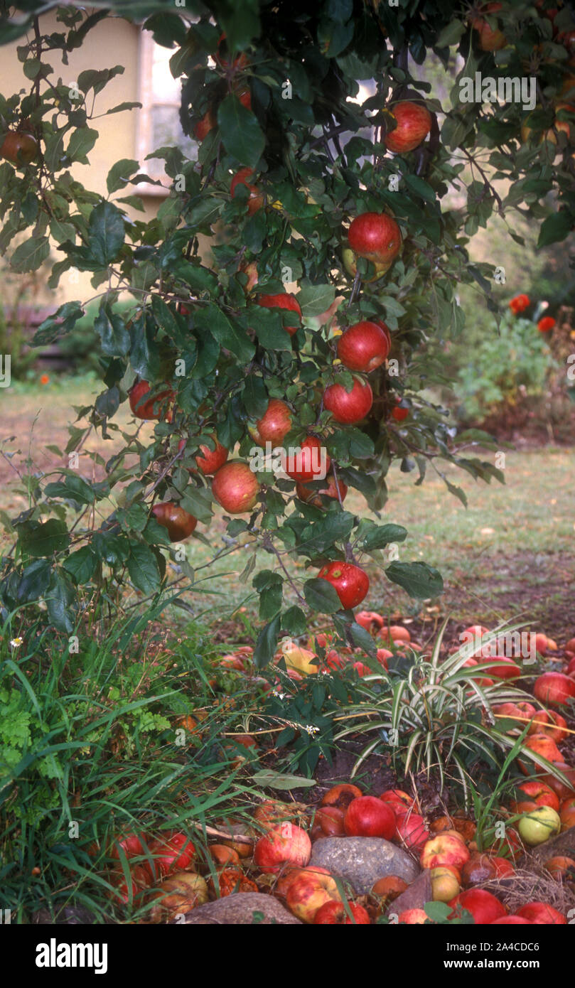 SUBURBAN MELO (malus) con frutti caduti intorno alla base sinistra a Rot, Sydney, NSW, Australia Foto Stock