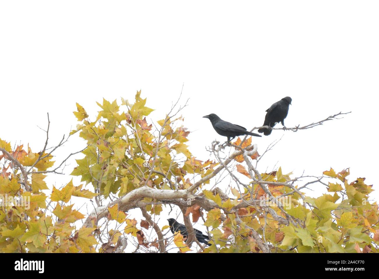 Tre jet black crows in un arancio in un giorno nuvoloso. Foto Stock
