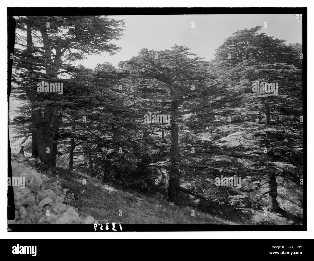 I cedri del Libano (Arz) vicino a Tripoli. Il Cedar Grove all'interno del contenitore Foto Stock