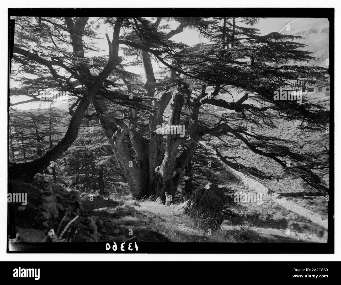 I cedri del Libano (Arz) vicino a Tripoli. Il Cedar Grove, Arz er-Rab (Cedar del Redentore) Foto Stock