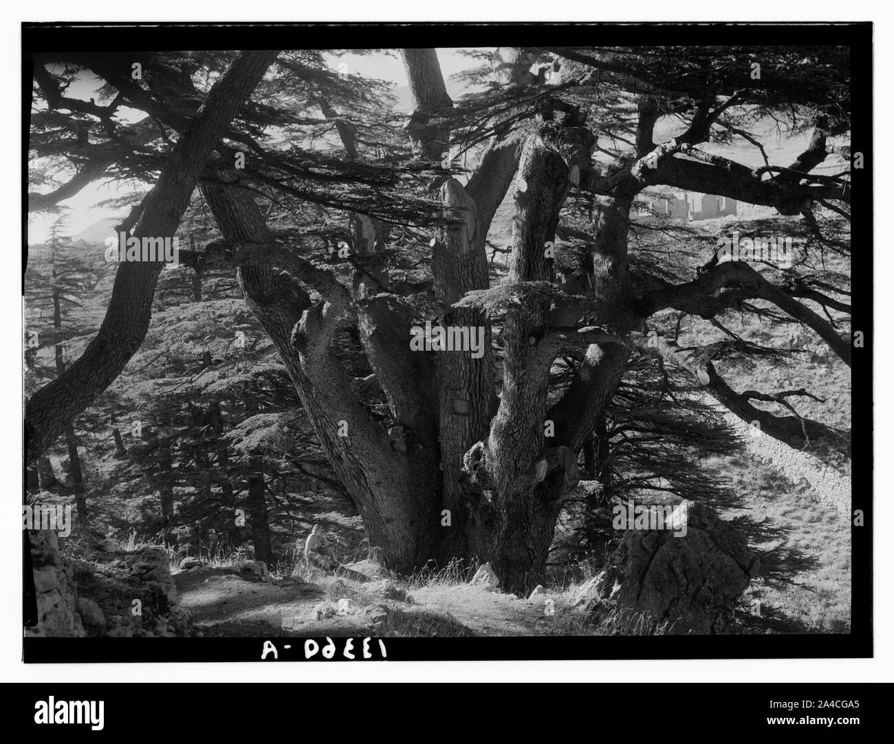 I cedri del Libano (Arz) vicino a Tripoli. Il Cedar Grove, Arz er-Rab (Cedar del Redentore) Foto Stock