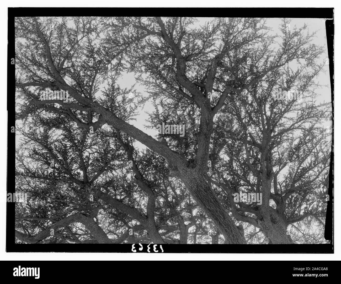 I cedri del Libano (Arz) vicino a Tripoli. Il Cedar Grove, Lamartine Tree (guardando verso l'alto causando la felce effetto) Foto Stock