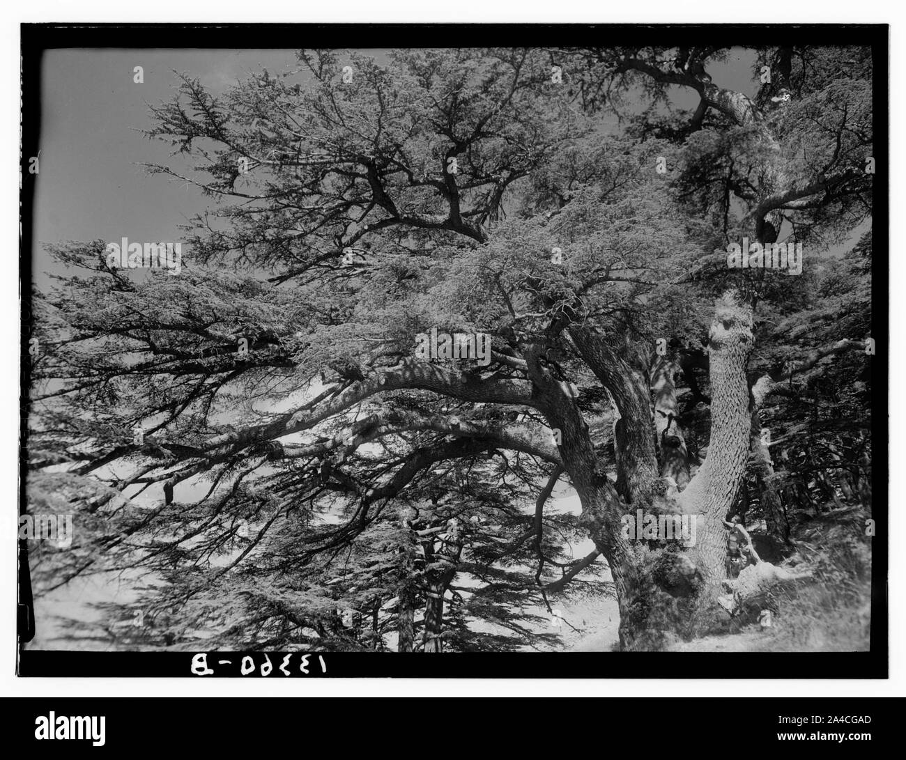 I cedri del Libano (Arz) vicino a Tripoli. Il Cedar Grove, Arz er-Rab (Cedar del Redentore) Foto Stock