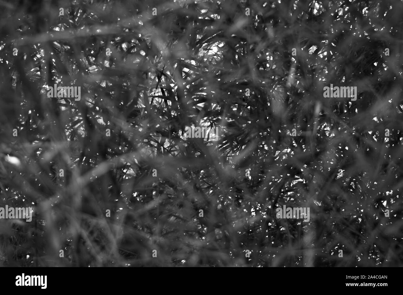 Full frame shot ricoperta di erba. In bianco e nero. Tonalità scure e sfocate. Foto Stock