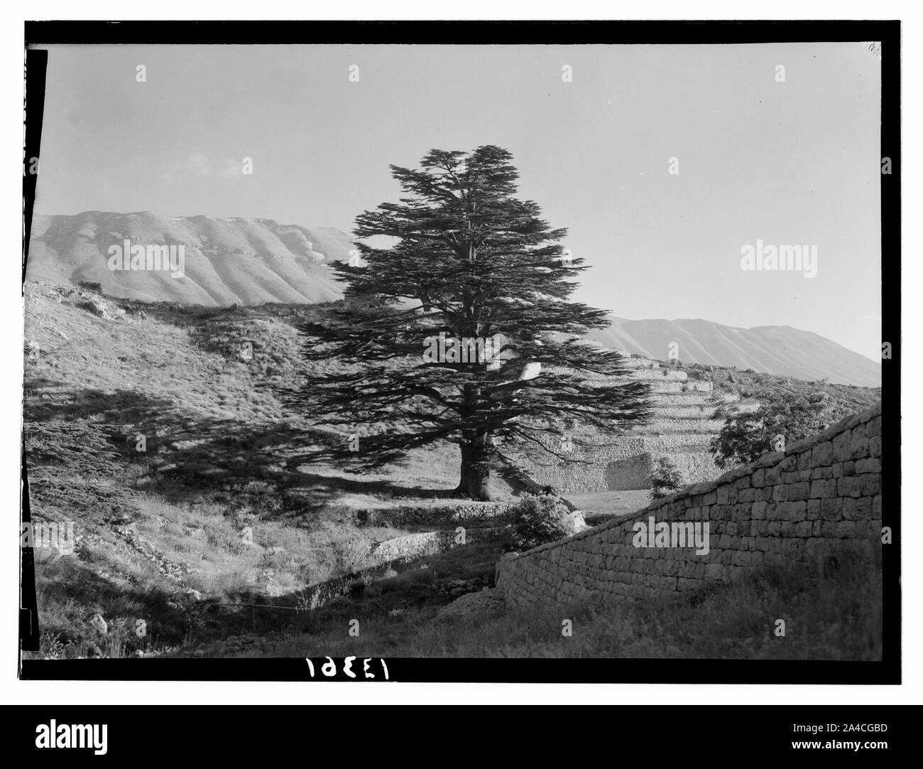 I cedri del Libano (Arz) vicino a Tripoli. Il Cedar Grove, il Lone gigante di cedro Foto Stock