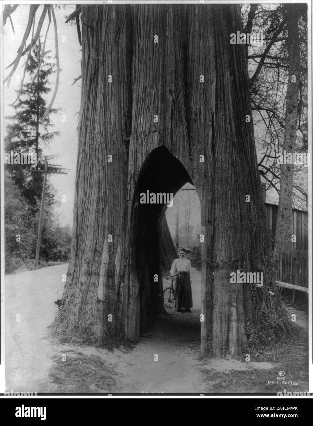 Il famoso albero di bicicletta di Snohomish [Washington] Foto Stock