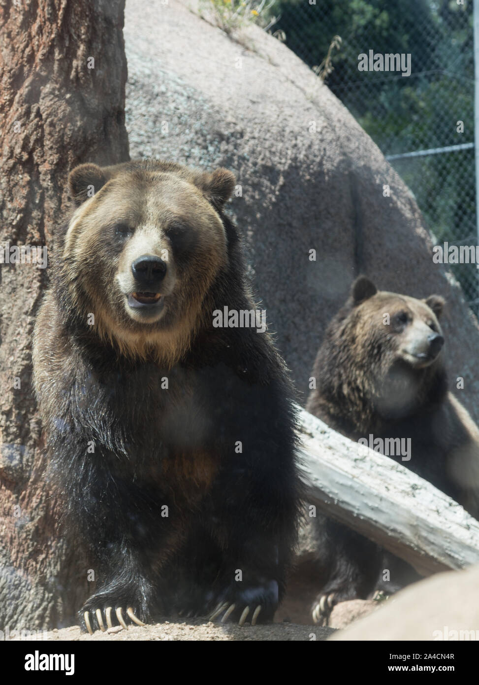 Il feroce American orso grizzly può crescere a pesare 400, 500, anche 700 libbre. Si può osservare questo robusto campione allo Cheyenne Mountain Zoo in Colorado Springs, Colorado Foto Stock