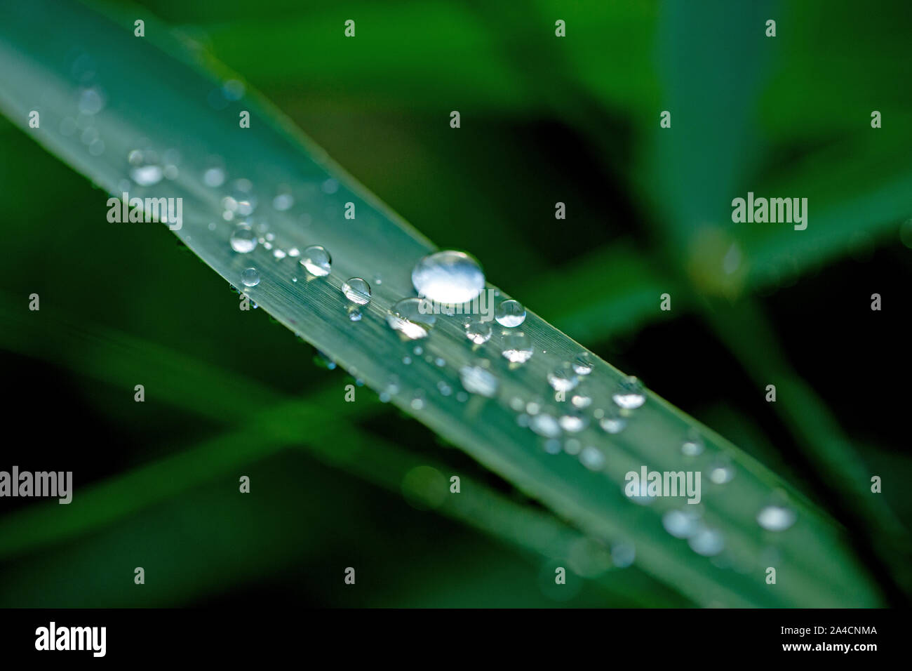 Gocce di pioggia in funzione off foglie Reed, (Phragmites australis). Gocce d'acqua. Precipitazioni. La tensione superficiale. Gocciolatoio, gocciolamenti, gocciolamento run off. Meteo. Clima. Foto Stock