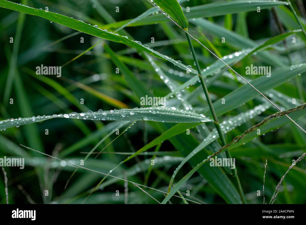 Gocce di pioggia in funzione off foglie Reed, (Phragmites australis). Gocce d'acqua. Precipitazioni. La tensione superficiale. Gocciolatoio, gocciolamenti, gocciolamento run off. Meteo. Clima. Foto Stock