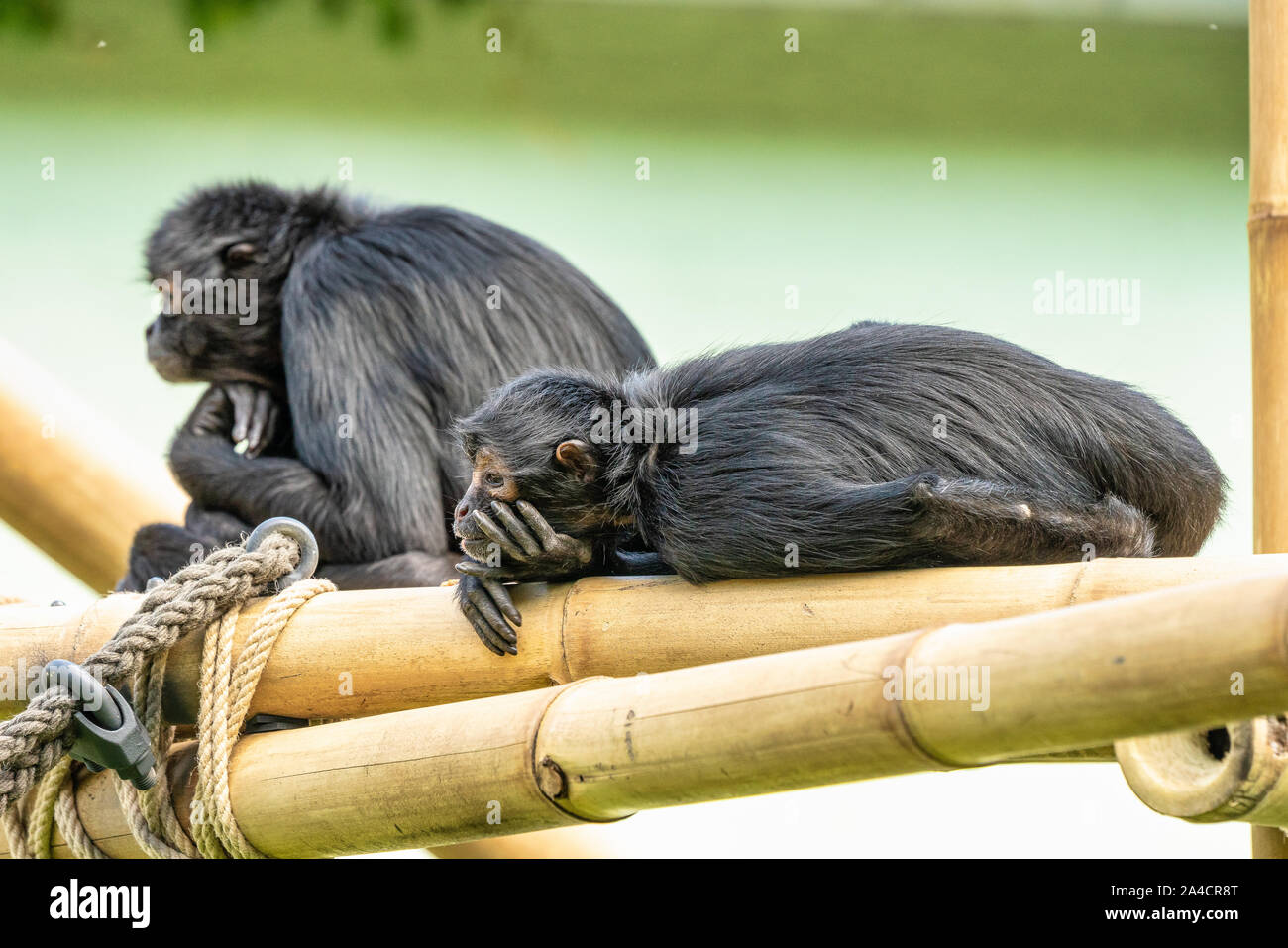 Il nero-guidato spider monkey, Ateles fusciceps è una specie di scimmia ragno Foto Stock