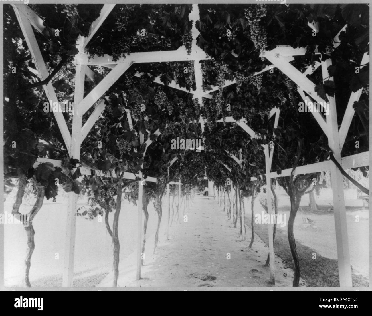 L'uva arbor sul soprintendente della residenza del greenfield nel suo ranch, Kern Co., California Foto Stock