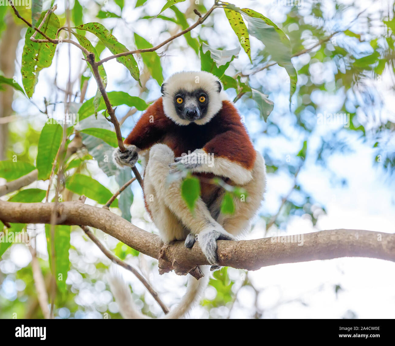 Endemica del Coquerel sifaka (Propithecus coquereli), Ankarafantsika Parco nazionale del Madagascar Wildlife, Africa Foto Stock